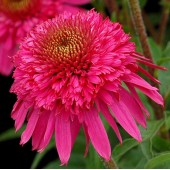 Эхинацея Echinacea Secret Affair